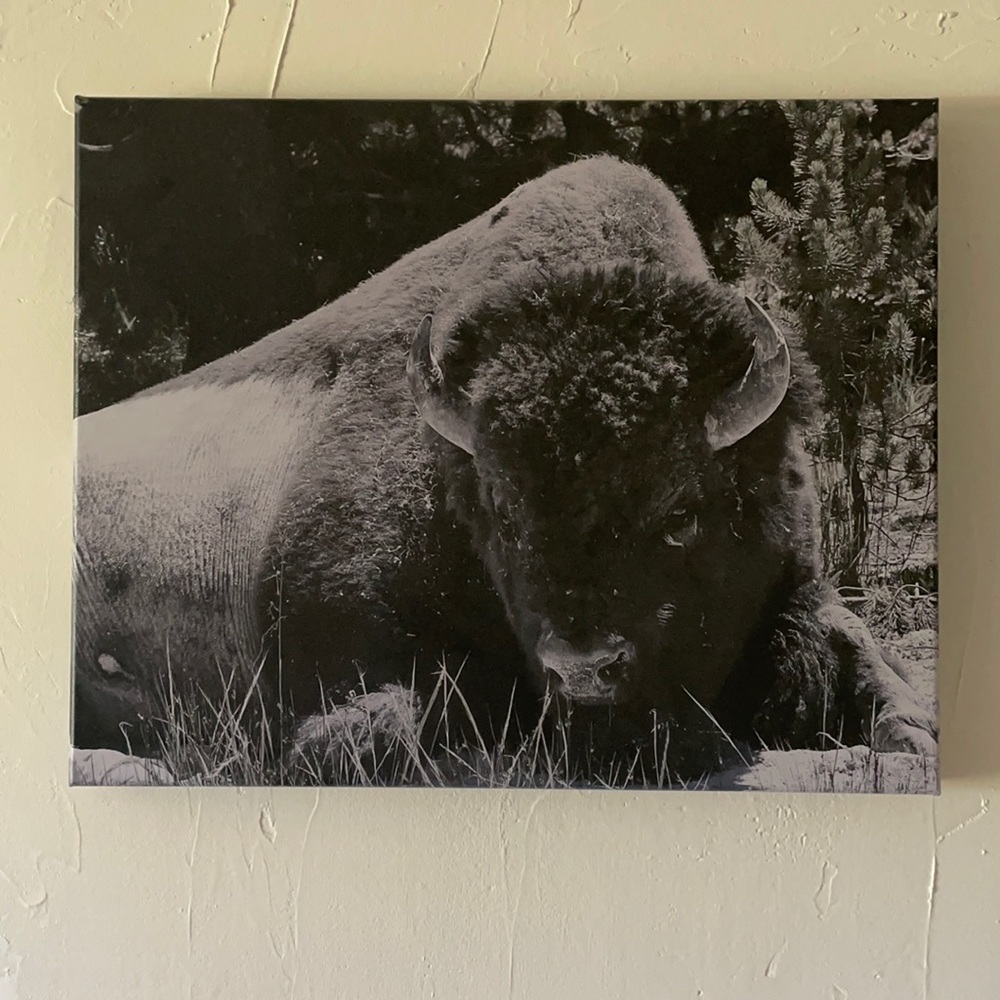 American Bison
